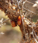 Anastatica: mirra gorkaya myrrha herabol commiphora naturalnaya smola somali 25 gr 2