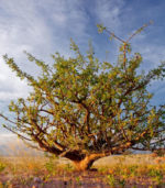 Anastatica: mirra gorkaya myrrha herabol commiphora naturalnaya smola somali 25 gr 3