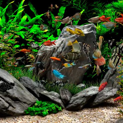 Виртуальный аквариум и заставка № 1 Мечта