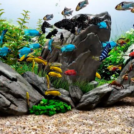 Виртуальный аквариум и заставка № 5 Мечта