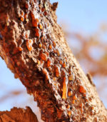Anastatica: mirra sladkaya myrrha bisabol commiphora naturalnaya smola 25 gr 2