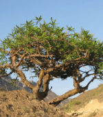 Anastatica: mirra sladkaya myrrha bisabol commiphora naturalnaya smola 25 gr 3