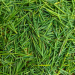 Anastatica: hamelaczium listya